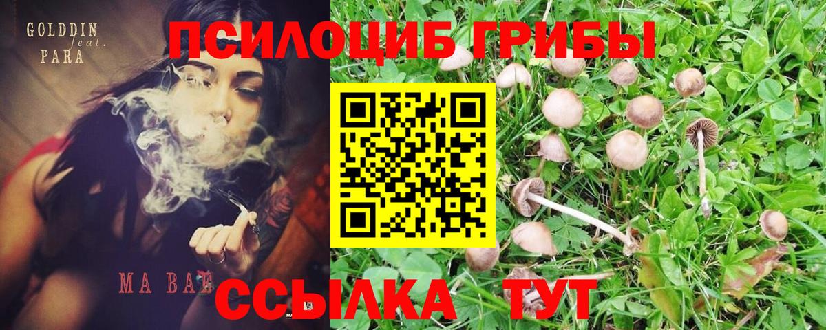 Псилоцибиновые грибы Cubensis Санкт-Петербург